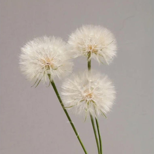 Giant Dandelion (Tragopogon orientalis), 10 Seeds