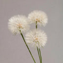 Giant Dandelion (Tragopogon orientalis), 10 Seeds