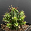 Pincushion Euphorbia, 4-5cm