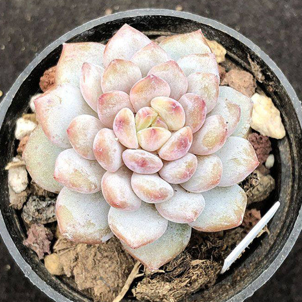 Echeveria cv. 'Starlight Orange', 3pcs x 1-head