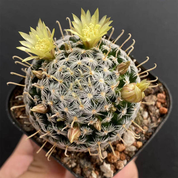 Mammillaria duwei, 3-4cm