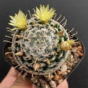 Mammillaria duwei, 3-4cm
