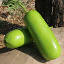 'Zhepu No.9' Bottle Gourd Seeds, 10g