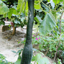 Black Oxleg Black Honey Pumpkin, 10 Seeds