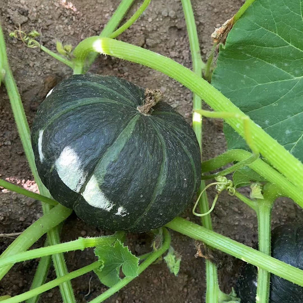 'Li Mei No. 1' Baby Pumpkin Seeds, 500 Seeds