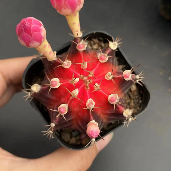 Gymnocalycium mihanovichii 'Red Variegata', 3-4cm