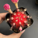Gymnocalycium mihanovichii 'Red Variegata', 3-4cm