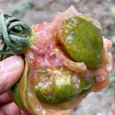 Super Sweet Sandy Strawberry Tomato, 100 Seeds