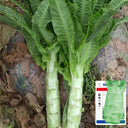 'Keguang No.1' Stem Lettuce Seeds, 10g