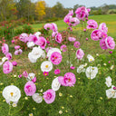 Hezhichun Cosmos bipinnatus 'Cupcakes' Seeds, 1g
