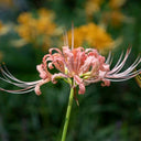 Lycoris 'Champagne', 1 Bulb