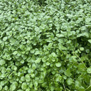 Watercress Seeds, 3g