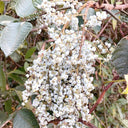 Chinese Sumac Seeds,100 Seeds