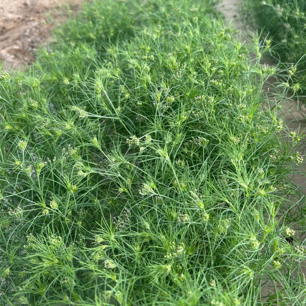 Cumin Seeds, 5 Grams ≈ 2000 ~ 2500 Seeds