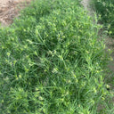 Cumin Seeds, 5 Grams ≈ 2000 ~ 2500 Seeds