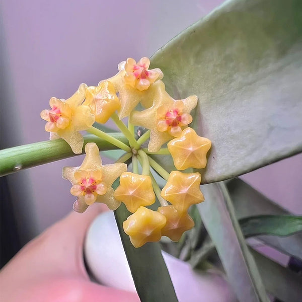 Hoya pandurata Silver, 5 Cuttings