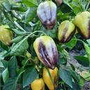 'T3' Sweet Pepper Seeds, 3 Seeds