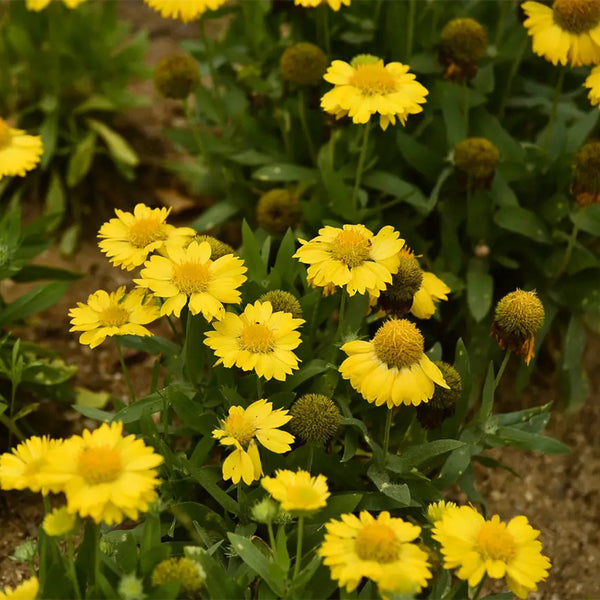 Perennial Gaillardia, 500 Seeds