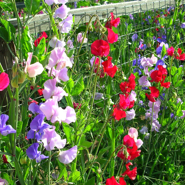 Tall Sweet Pea, Mixed
