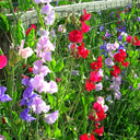 Tall Sweet Pea, Mixed