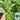 Thai Large Leaf Water Spinach Seeds, 10g