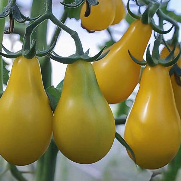 Yellow Pear Tomato Seeds, 100 Seeds