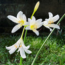 Long-Tube Lycoris, 1 Bulb