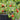 132 Fuzzy Wuzzy Tomato, 5 Seeds