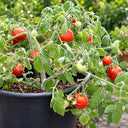 132 Fuzzy Wuzzy Tomato, 5 Seeds