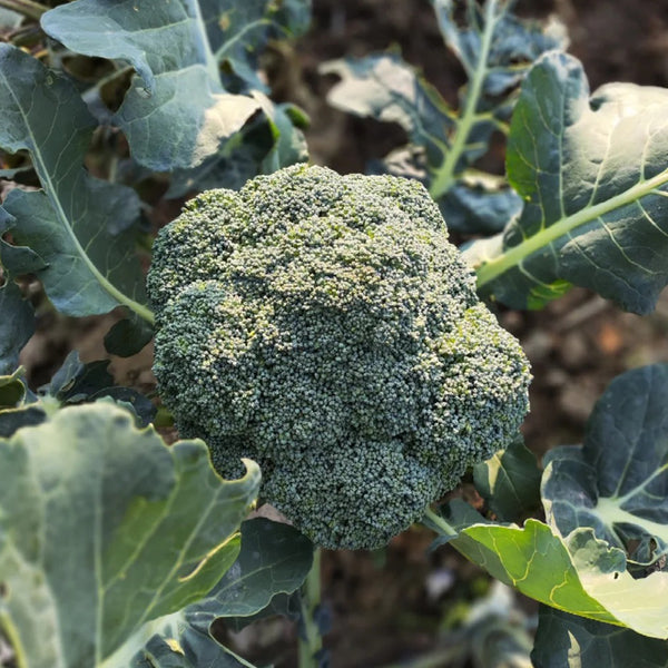 GreenVigour 80 Broccoli Seeds, 1000 Seeds