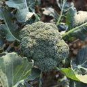GreenVigour 80 Broccoli Seeds, 1000 Seeds