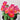 U2335 Imperial Antique Shades F1 Pansy, 5 Seeds