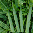 'Jiemei' Green Celtuce, 2000 Seeds