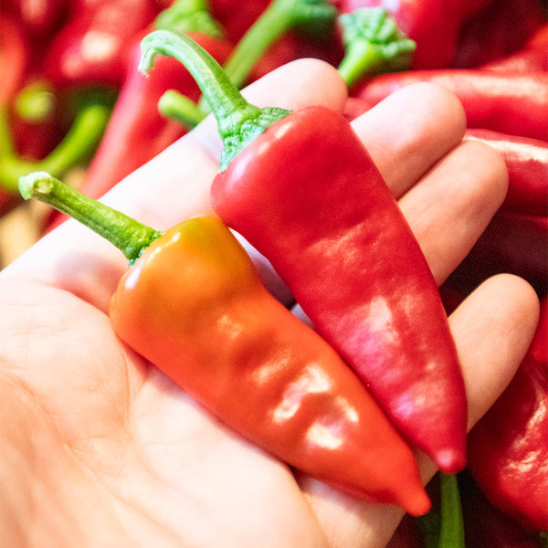 Syrian Has Goli Hot Pepper, 2~4 Seeds