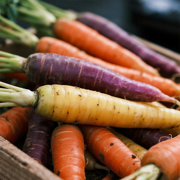 Rainbow Carrot, 1500 Seeds
