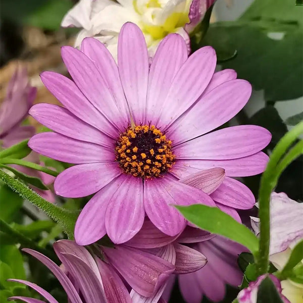 Pink African Daisy, 50 Seeds