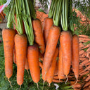 Traditional Five-Inch Carrot Seeds, 8g
