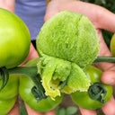 U2613 Green Persimmon Tomato, 100 Seeds