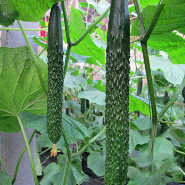 'Holland 35' Cold-Tolerant Cucumber Seeds, 20g