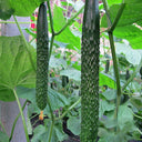 'Holland 35' Cold-Tolerant Cucumber Seeds, 20g