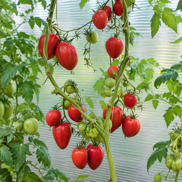 160 German Red Strawberry Tomato, 5 Seeds