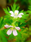 Geranium wilfordii Maxim