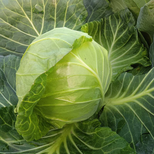 Iron Green 45 Cabbage, 10g