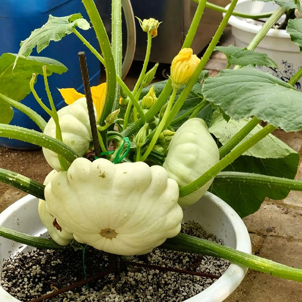 White Flying Saucer Squash, 10 Seeds