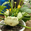White Flying Saucer Squash, 10 Seeds