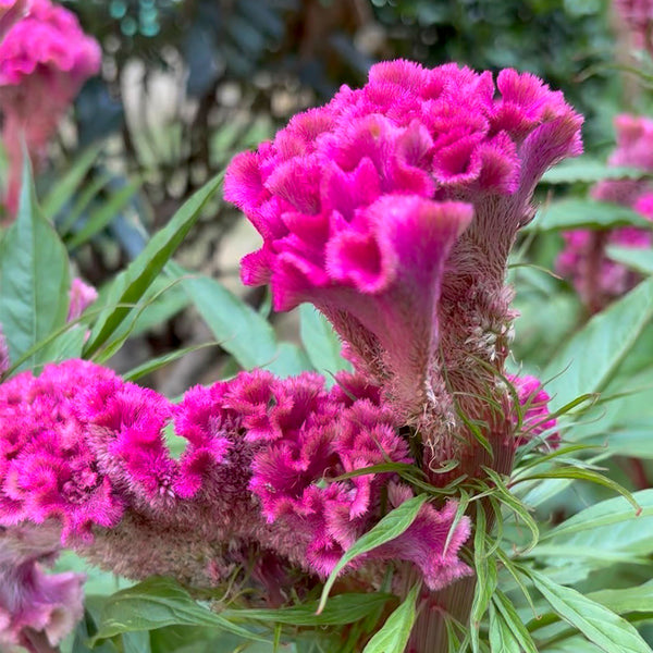 Hezhichun Purple Cockscomb Seeds, 1g