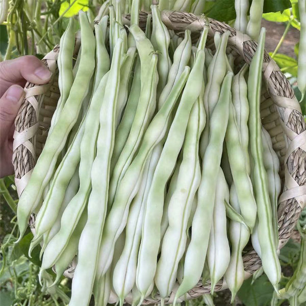 Continuously Harvestable Nine-grain White Kidney Bean Seeds, 5 × 10g Bags