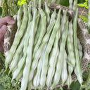 Continuously Harvestable Nine-grain White Kidney Bean Seeds, 5 × 10g Bags