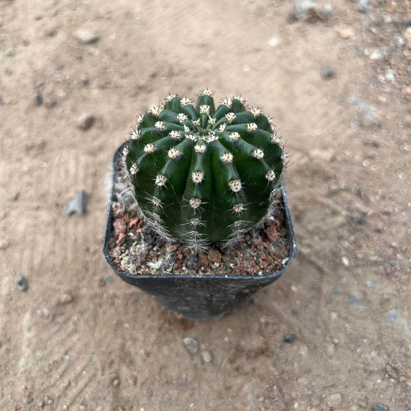 Echinopsis hybrid 'Nongtaojin', 3-4cm