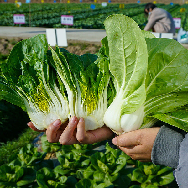 'Hefeng' Dwarf Bok Choy Seeds, 10g